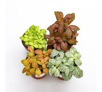 Vivai le Georgiche - Pianta vera di Fittonia in varietà - - - diametro vaso Ø 8,5 cm