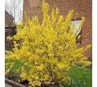 Vivai le Georgiche - Pianta vera di Forsythia x intermedia "Weekend" Forsythia x intermedia 'Courtalyn' Forsizia 'Weekend' - vaso Ø 18 cm