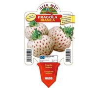 Vivai le Georgiche - Pianta vera di Fragola Unifera Bianca Ananas "Pineberry" - Fragaria vesca 'Pineberry' - Fragola ananas, Pineberry - diametro vaso Ø 10 cm