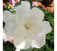 Vivai le Georgiche - Pianta vera di Gardenia jasminoides "Double Mint" - vaso Ø 18 cm