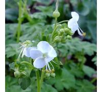 Vivai le Georgiche - Pianta vera di Geranium macrorrhizum "White Ness" Geranium macrorrhizum 'Mount Olympus' Geranio - vaso Ø 18 cm