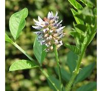 Vivai le Georgiche - Pianta vera di Glycyrrhiza glabra - vaso Ø 16 cm