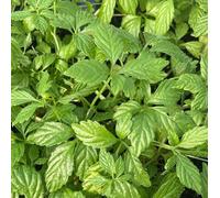 Vivai le Georgiche - Pianta vera di Gynostemma pentaphyllum - vaso Ø 15 cm