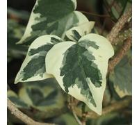 Vivai le Georgiche - Pianta vera di Hedera algeriensis "Gloire de Marengo" - Hedera algeriensis 'Variegata' - Edera algerina 'Gloire de Marengo' - diametro vaso Ø 18 cm