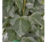 Vivai le Georgiche - Pianta vera di Hedera helix "Elegantissima" Edera 'Elegantissima' - vaso Ø 18 cm