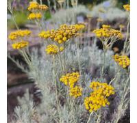 Vivai le Georgiche - Pianta vera di Helichrysum italicum - vaso Ø 18 cm