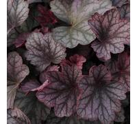 Vivai le Georgiche - Pianta vera di Heuchera "Carnival Plum Crazy" Heuchera 'Balcarulm' - vaso Ø 18 cm