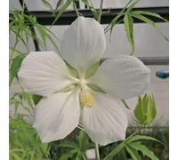 Vivai le Georgiche - Pianta vera di Hibiscus coccineus "Bianco" Ibisco - vaso Ø 16 cm