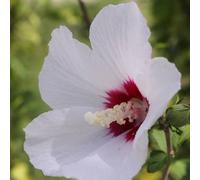 Vivai le Georgiche - Pianta vera di Hibiscus syriacus "French Point" Hibiscus syriacus 'Minfren' Ibisco, Rosa di Sharon - vaso 6 Litri - Quadrato