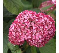 Vivai le Georgiche - Pianta vera di Hydrangea arborescens "Pink Annabelle" Hydrangea arborescens 'Ncha1' Ortensia 'Pink Annabelle', Ortensia 'Invincibelle' - vaso Ø 18 cm