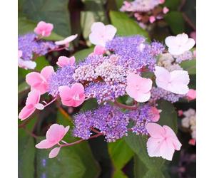 Vivai le Georgiche - Pianta vera di Hydrangea aspera "Hot Chocolate" Hydrangea aspera 'Haopr012' Ortensia 'Hot Chocolate' - vaso Ø 20 cm - altezza alla vendita 30-40 cm