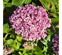 Vivai le Georgiche - Pianta vera di Hydrangea macrophylla "Ayesha" Hydrangea aspera 'Ayesha' Ortensia 'Ayesha' - vaso Ø 18 cm - altezza alla vendita 40-60 cm