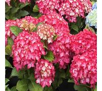 Vivai le Georgiche - Pianta vera di Hydrangea macrophylla "Selma" Ortensia 'Selma' - vaso Ø 15 cm - altezza alla vendita 15-20 cm