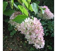 Vivai le Georgiche - Pianta vera di Hydrangea paniculata "Grandiflora" Hydrangea 'Pee Gee' Ortensia paniculata 'Grandiflora' - vaso Ø 18 cm