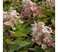 Vivai le Georgiche - Pianta vera di Hydrangea paniculata "Magical Fire" Hydrangea paniculata 'Bokraplume' Ortensia paniculata 'Magical Fire' - vaso Ø 18 cm
