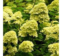 Vivai le Georgiche - Pianta vera di Hydrangea paniculata "Mojito" Hydrangea macrophylla 'Grhp10' Ortensia paniculata 'Mojito' - vaso Ø 18 cm