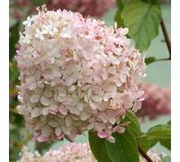 Vivai le Georgiche - Pianta vera di Hydrangea paniculata "Phantom" Ortensia paniculata 'Phantom' - vaso Ø 17 cm