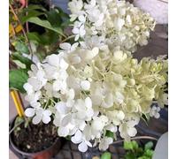 Vivai le Georgiche - Pianta vera di Hydrangea paniculata "Polar Bear" Ortensia paniculata 'Polar Bear' - vaso Ø 18 cm