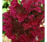 Vivai le Georgiche - Pianta vera di Hydrangea paniculata "Wim's Red" Ortensia paniculata 'Wim's Red' - vaso Ø 17 cm