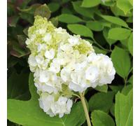 Vivai le Georgiche - Pianta vera di Hydrangea quercifolia "Harmony" Ortensia a foglie di quercia 'Harmony' - vaso Ø 18 cm