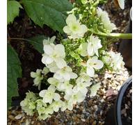 Vivai le Georgiche - Pianta vera di Hydrangea quercifolia "Snow Flake" Hydrangea quercifolia 'Brido' Ortensia a foglie di quercia 'Snowflake' - vaso Ø 18 cm