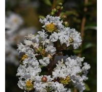 Vivai le Georgiche - Pianta vera di Lagerstroemia indica "Bianca Grassi" Lillà delle Indie, Mirto crespo - vaso Ø 18 cm