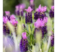 Vivai le Georgiche - Pianta vera di Lavandula stoechas - vaso Ø 14 cm