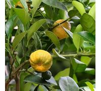 Vivai le Georgiche - Pianta vera di Limetta dolce di Roma o Pursha Citrus limetta Limetta romana, Limoncella, Limetta di Spagna - vaso Ø 20 cm - altezza alla vendita 60-80 cm