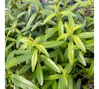 Vivai le Georgiche - Pianta vera di Lippia citriodora - vaso Ø 14 cm