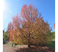 Vivai le Georgiche - Pianta vera di Liquidambar styraciflua - altezza alla vendita 120-140 cm