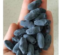 Vivai le Georgiche - Pianta vera di Lonicera caerulea var. kamtschatica Lonicera caerulea subsp. kamtschatica Bacca di miele, Mirtillo siberiano - vaso Ø 15 cm - altezza alla vendita 30-40 cm