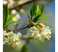Vivai le Georgiche - Pianta vera di Lonicera fragrantissima - vaso Ø 18 cm