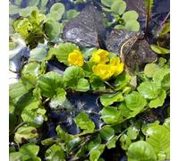 Vivai le Georgiche - Pianta vera di Lysimachia nummularia Mazza d'oro - vaso Ø 9 cm