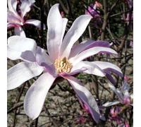 Vivai le Georgiche - Pianta vera di Magnolia stellata "Rosea" - vaso Ø 23 cm