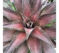 Vivai le Georgiche - Pianta vera di Mangave "Red Wing" - Agave 'Red Wing' - - diametro vaso Ø 18 cm