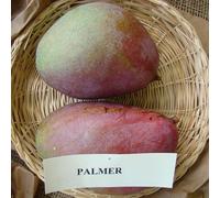 Vivai le Georgiche - Pianta vera di Mangifera indica "Palmer" Mango 'Palmer' - altezza alla vendita 80-100 cm