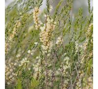 Vivai le Georgiche - Pianta vera di Melaleuca acuminata Mallee honeymyrtle - vaso Ø 17 cm - altezza alla vendita 80-100 cm
