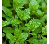 Vivai le Georgiche - Pianta vera di Menta dell'Imperatore - vaso Ø 16 cm