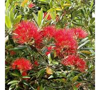 Vivai le Georgiche - Pianta vera di Metrosideros excelsa - Metrosideros tomentosa - Albero di Natale della Nuova Zelanda - diametro vaso Ø 18 cm