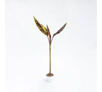 Vivai le Georgiche - Pianta vera di Musa sikkimensis "Ever Red" Banano del Sikkim, Banano di Darjeeling - vaso Ø 15 cm - altezza alla vendita 20-30 cm