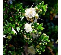 Vivai le Georgiche - Pianta vera di Myrtus communis "Tarentina" Myrtus 'Tarentina', Myrtus communis 'Nana' Mirto - vaso Ø 18 cm - altezza alla vendita 30-40 cm