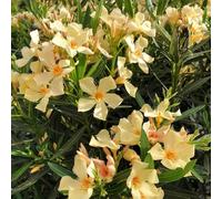 Vivai le Georgiche - Pianta vera di Nerium oleander "Angiolo Pucci" - vaso Ø 18 cm
