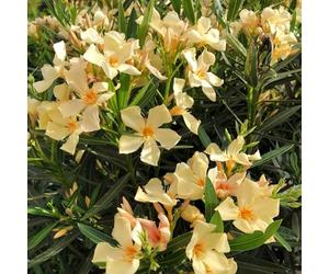 Vivai le Georgiche - Pianta vera di Nerium oleander "Angiolo Pucci" - vaso Ø 18 cm