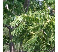 Vivai le Georgiche - Pianta vera di Noce nero Juglans nigra Noce americano - altezza alla vendita 60-80 cm
