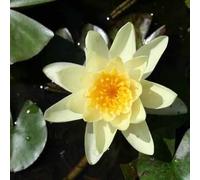 Vivai le Georgiche - Pianta vera di Nymphaea "Flava" Ninfea - vaso Ø 15 cm