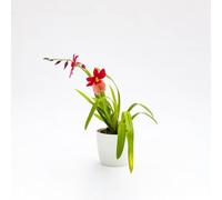 Vivai le Georgiche - Pianta vera di Orchidea Burrageara "Nelly Isler" Cambria - vaso Ø 12 cm