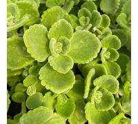 Vivai le Georgiche - Pianta vera di Origano cubano o messicano Coleus amboinicus, Plectranthus aromaticus Solenostemon aromaticus - vaso Ø 14 cm