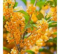 Vivai le Georgiche - Pianta vera di Osmanthus fragrans "Aurantiacus" - - - diametro vaso Ø 18 cm