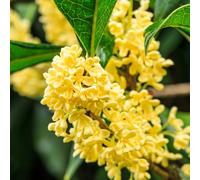 Vivai le Georgiche - Pianta vera di Osmanthus fragrans - vaso Ø 18 cm