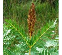Vivai le Georgiche - Pianta vera di Osmunda regalis - vaso Ø 13 cm